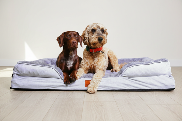 Cozy Orthopedic Dog Sofa